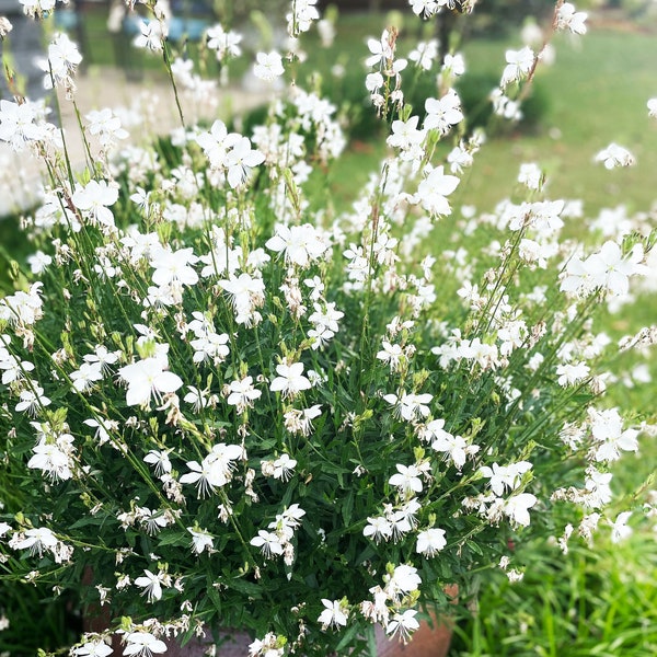 Gaura Flowering Perennial Plant, BeeBlossom, Pink or White Blooming Tall Romantic Flowers, Rock Gardens, Borders, Containers