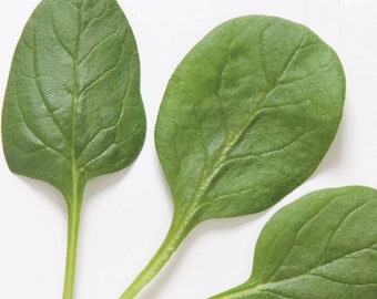 Smooth Leaf Spinach Seeds, 'Space', Spinacia oleracea,  Good Spinach Variety for Humid Areas, Cool Season Vegetable Garden