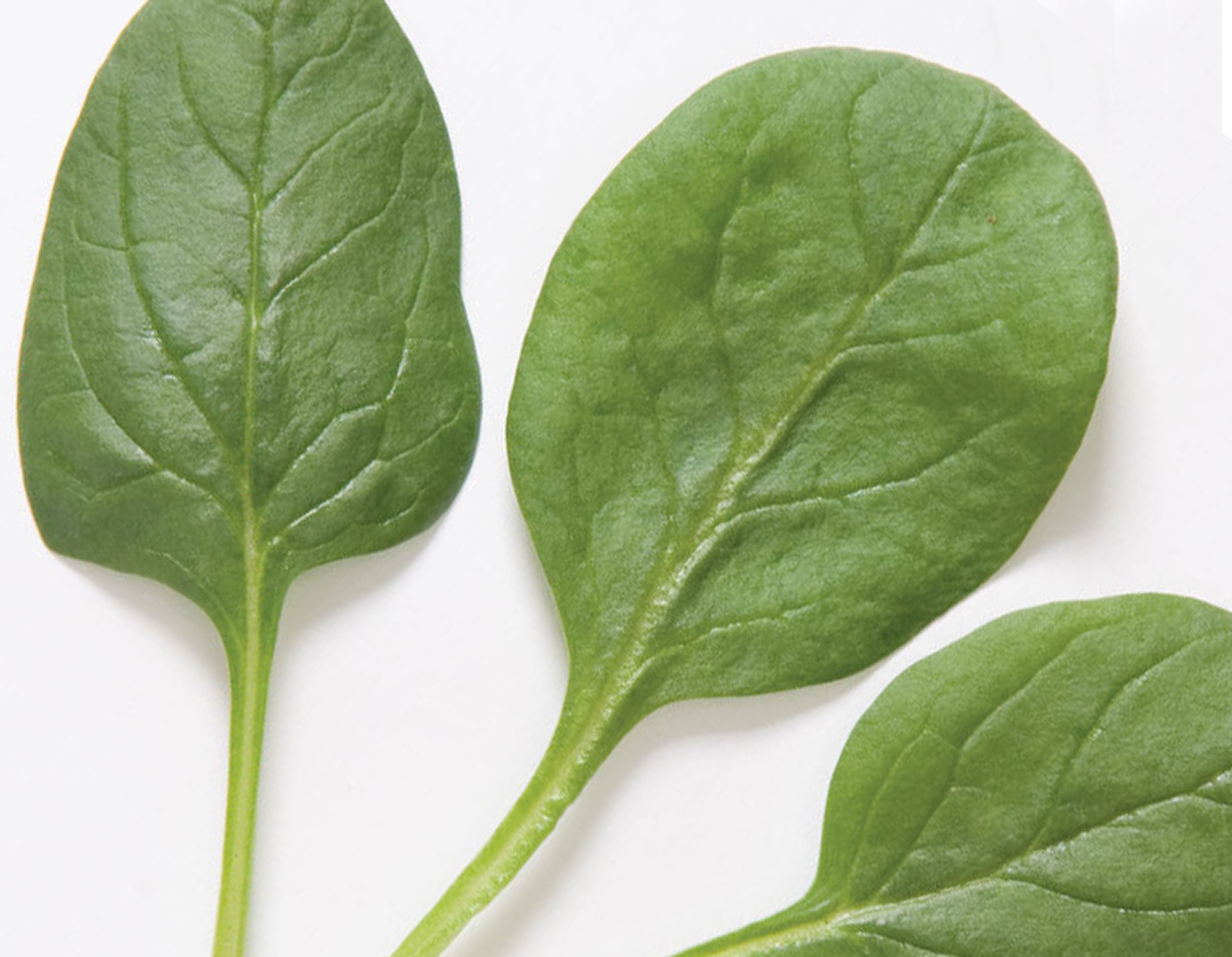 Smooth Leaf Spinach Seeds 'space' Spinacia Oleracea Etsy