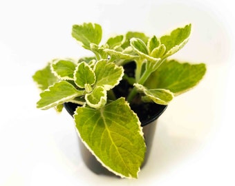 Cuban Oregano, Variegated Leaf with Great Aroma, Mixed Container Sun Loving Ornamental Herb, White and Green Juicy Leaves