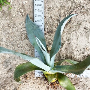Blue Agave Plant, Agave Americana, bare root, live plant, large succulent image 8