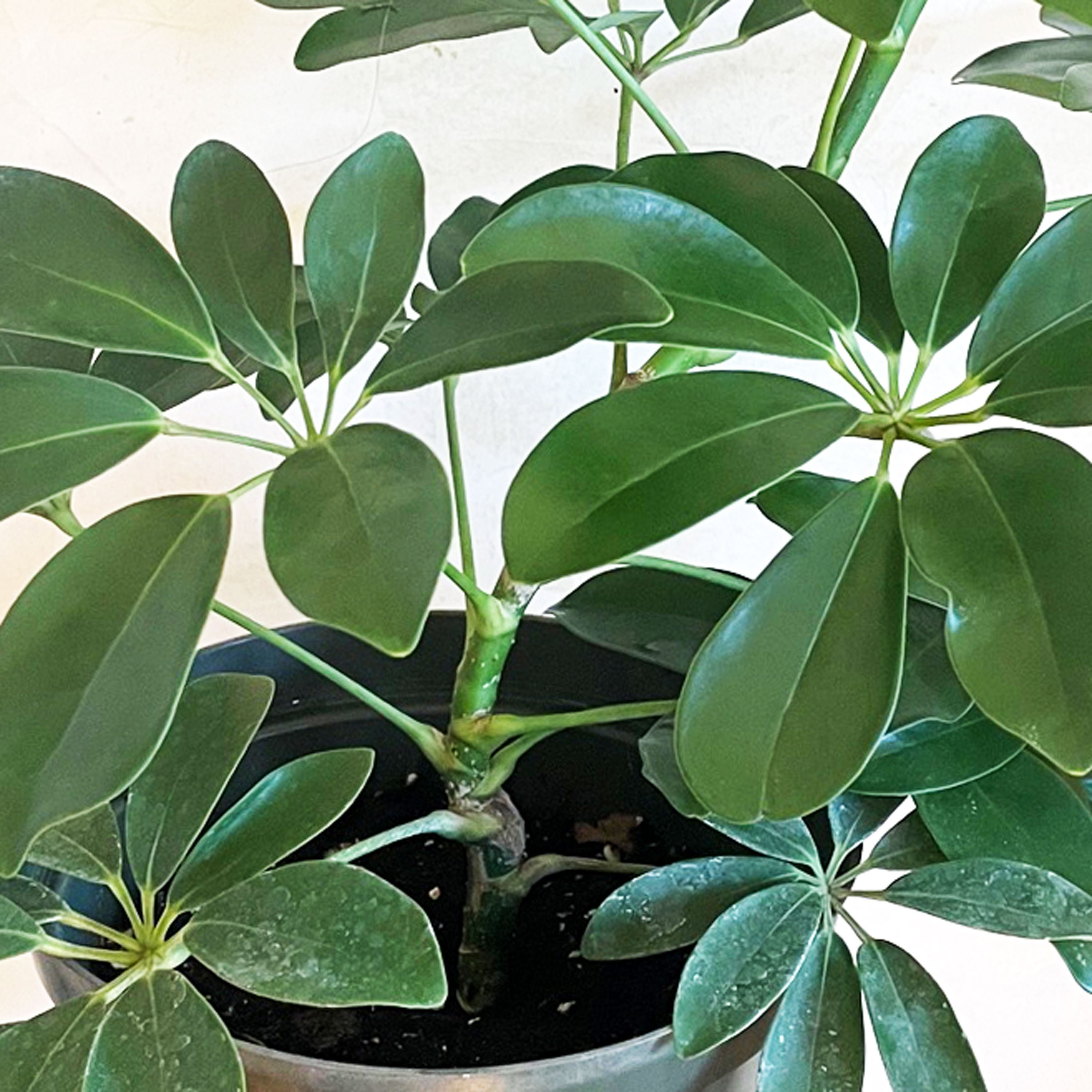 Schefflera Umbrella Plant: Tropical Air Filtering Houseplant (7 Inch ...