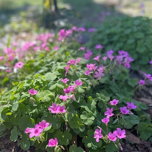 Pink Shamrocks Oxalis Plant, Wood Sorrel Ground Cover, Pink Blooming Shade Plants that Spread