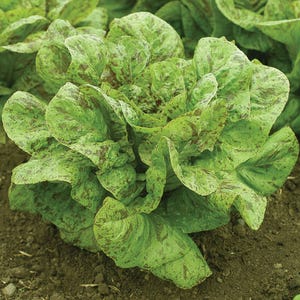 Organic 'Flashy Trout Back' Lettuce Seeds: Speckled Leaf Salad Mix