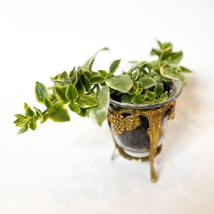 Puede incluir: Una peque&ntilde;a planta en maceta con hojas verdes y amarillas en un recipiente de vidrio transparente. El recipiente est&aacute; sostenido por un soporte de metal dorado adornado con un dise&ntilde;o de vid. La planta est&aacute; sobre un fondo blanco.