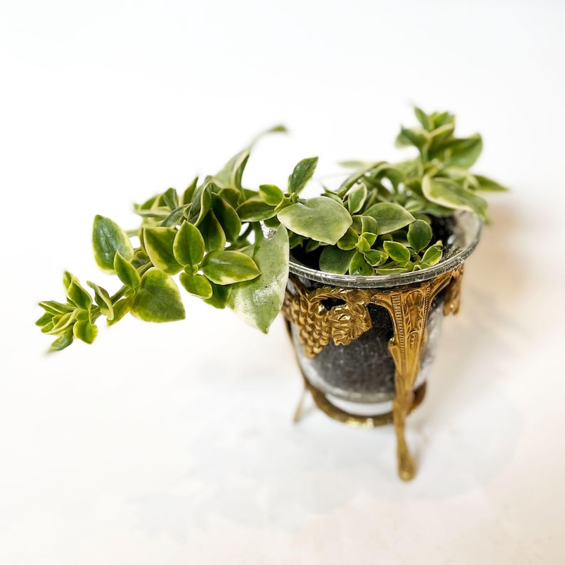 Puede incluir: Una peque&ntilde;a planta en maceta con hojas verdes y amarillas en un recipiente de vidrio transparente. El recipiente est&aacute; sostenido por un soporte de metal dorado adornado con un dise&ntilde;o de vid. La planta est&aacute; sobre un fondo blanco.