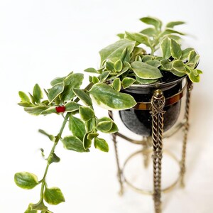 Puede incluir: Una planta en maceta con hojas verdes y blancas abigarradas, que caen de una jardinera decorativa negra y dorada. La jardinera est&aacute; suspendida por un soporte met&aacute;lico decorativo con detalles de cadena, sobre un fondo blanco.