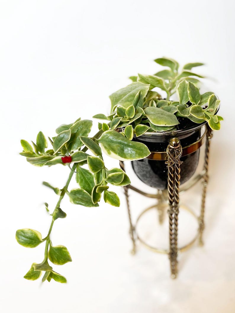 Puede incluir: Una planta en maceta con hojas verdes y blancas abigarradas, que caen de una jardinera decorativa negra y dorada. La jardinera est&aacute; suspendida por un soporte met&aacute;lico decorativo con detalles de cadena, sobre un fondo blanco.