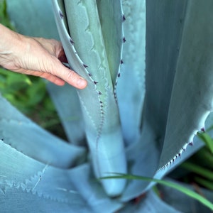 Blue Agave Plant, Agave Americana, bare root, live plant, large succulent image 4