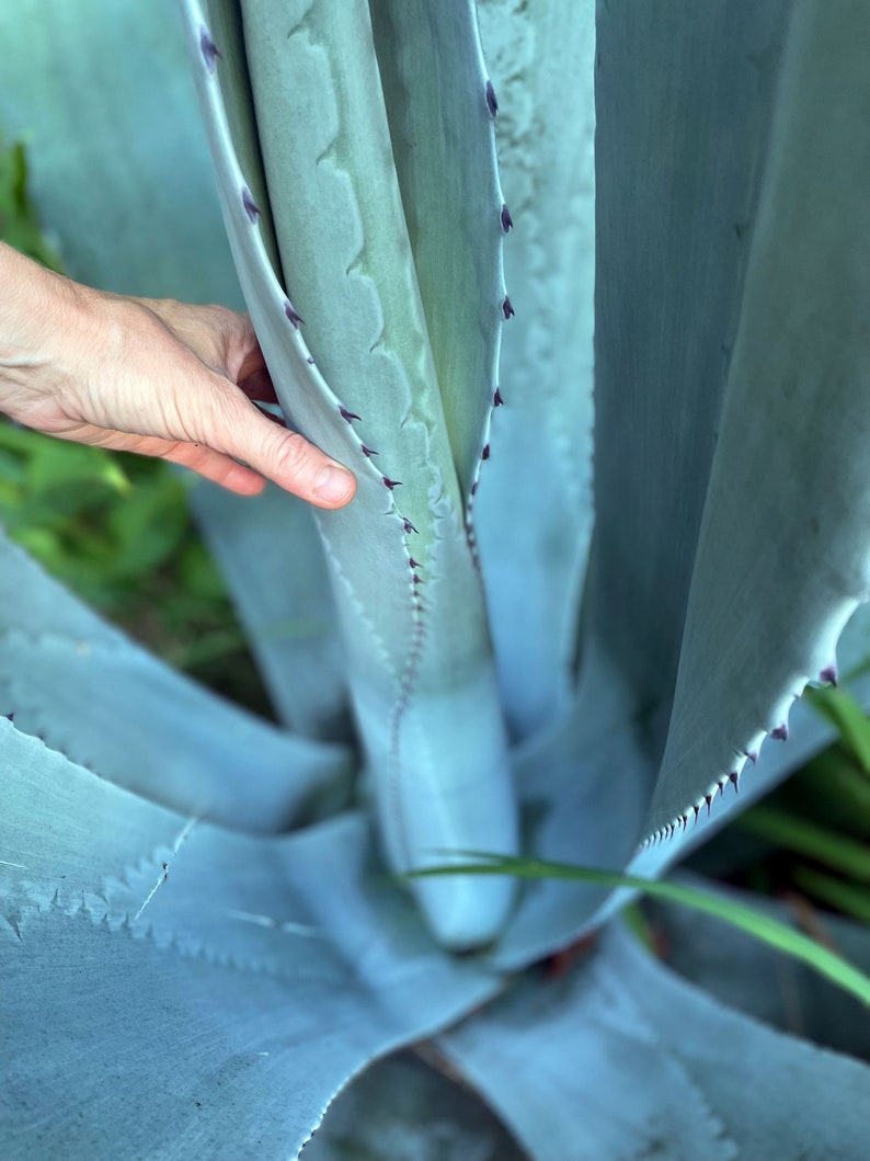 Blue Agave Plant, Agave Americana, bare root, live plant, large succulent image 4