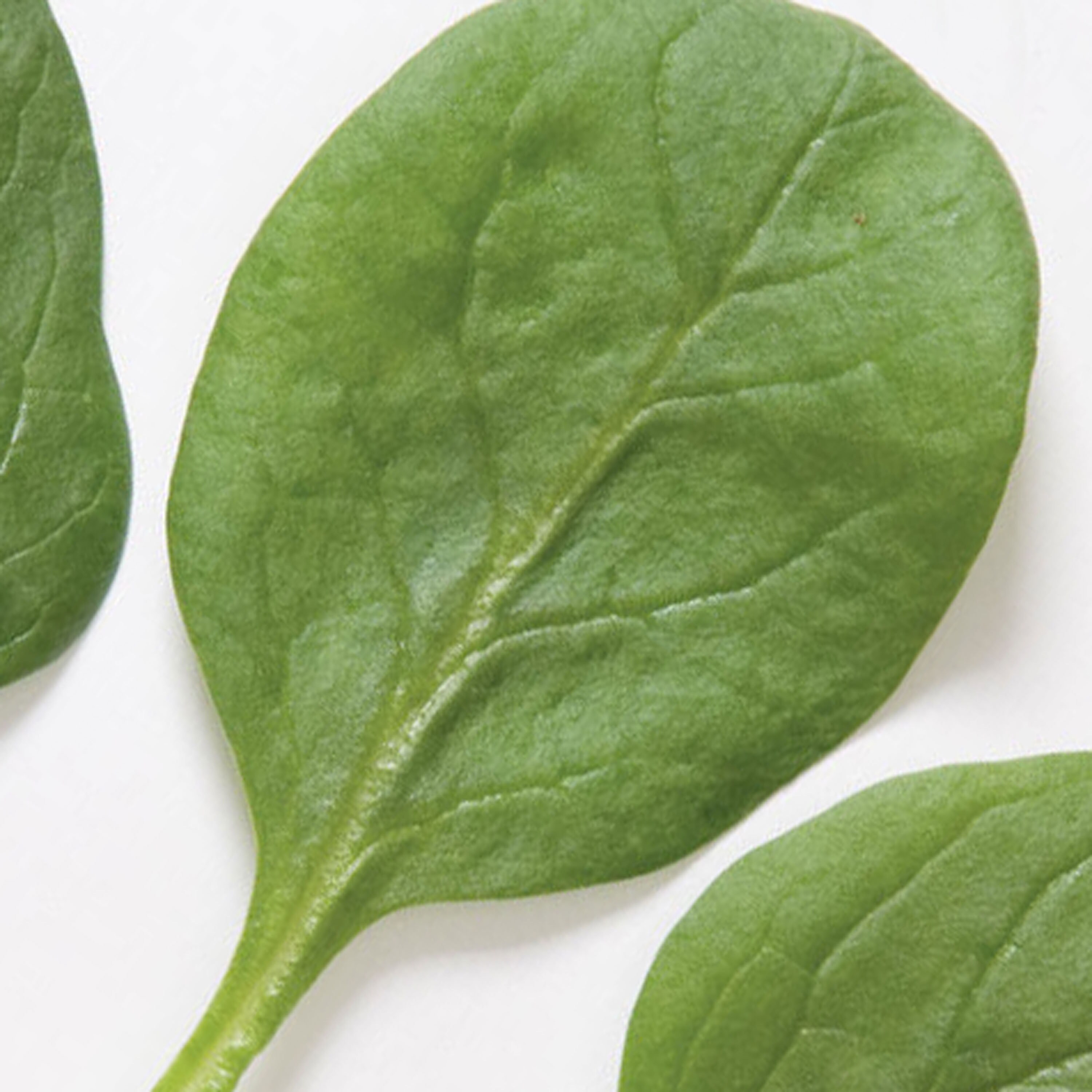 Smooth Leaf Spinach Seeds 'space' Spinacia Oleracea Etsy