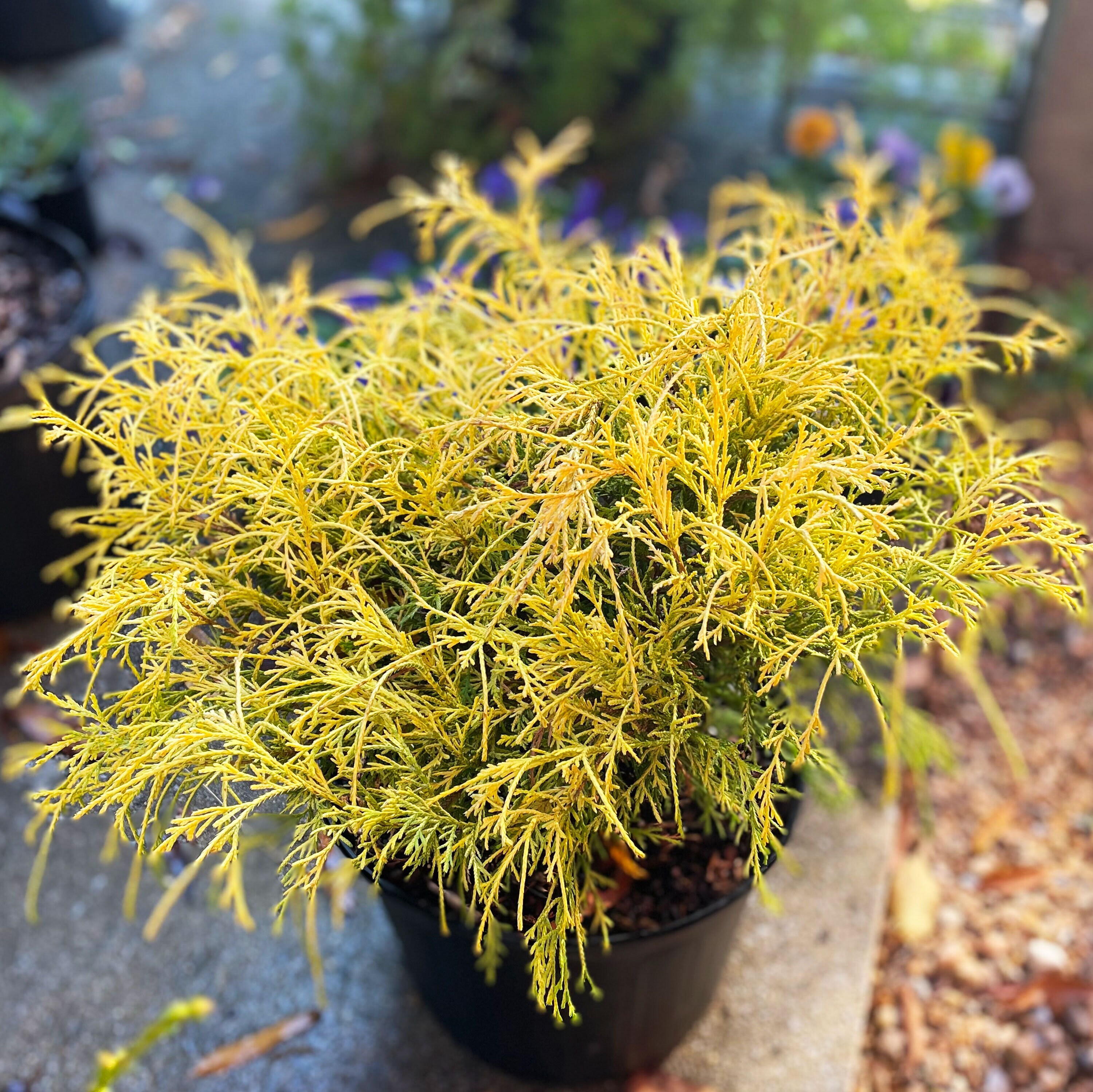 Dwarf Gold Mop False Cypress: Yellow Evergreen Conifer Shrub - Etsy