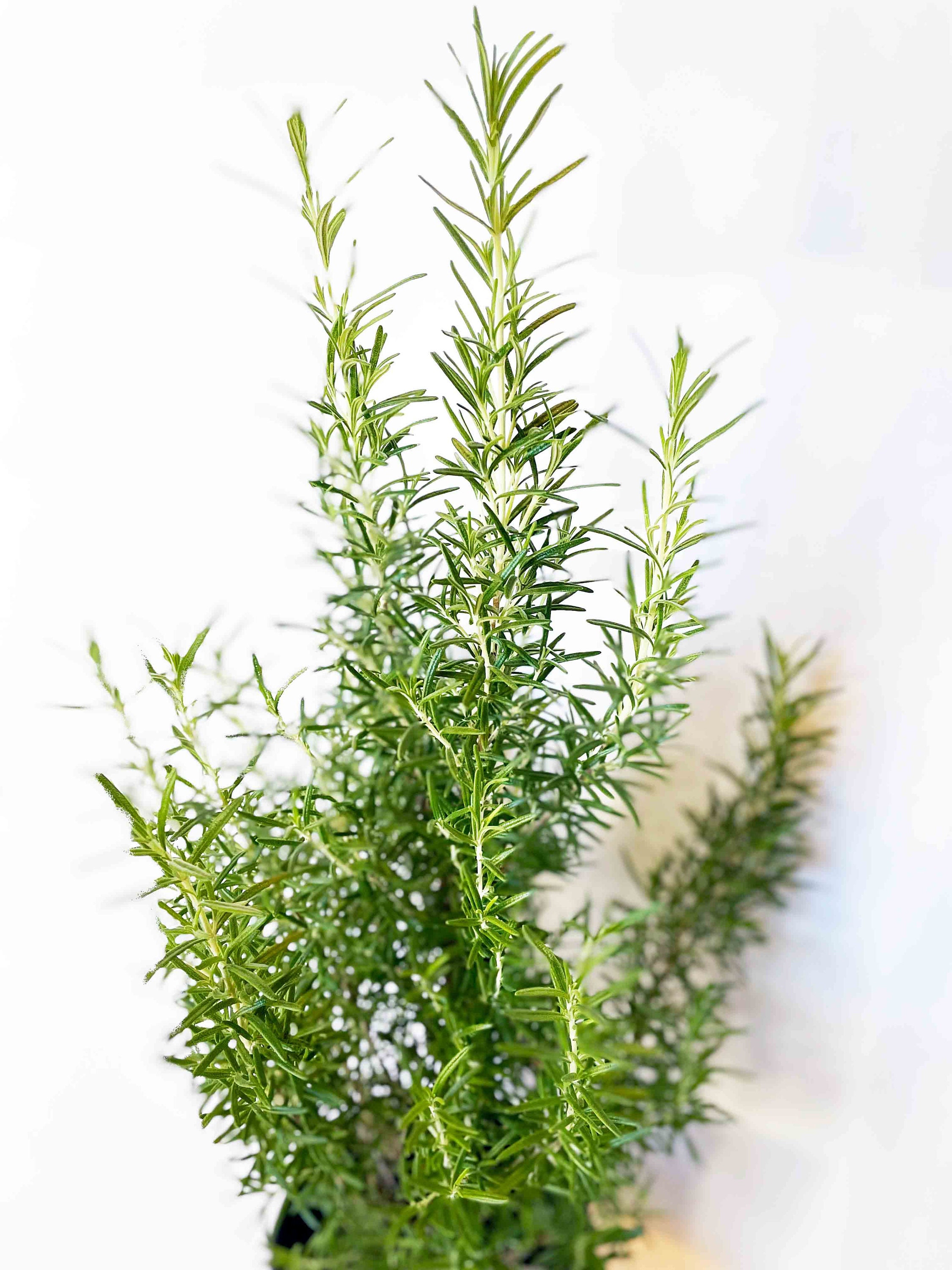 Rosemary Live Plant, Rosmarinus officinalis, Large Live Herb Plant, Cooking Herb