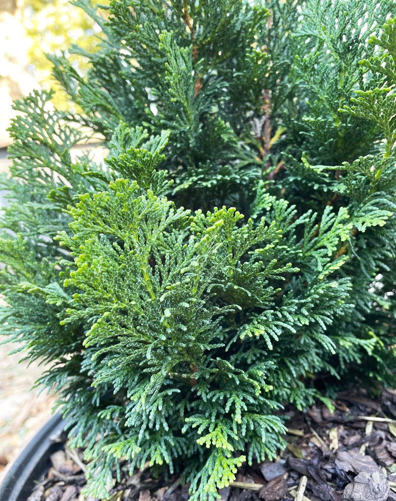 Dwarf Hinoki Cypress Tree, Chamaecyparis obtusa Nana Gracilis, Nana Gracilis False Cypress image 8