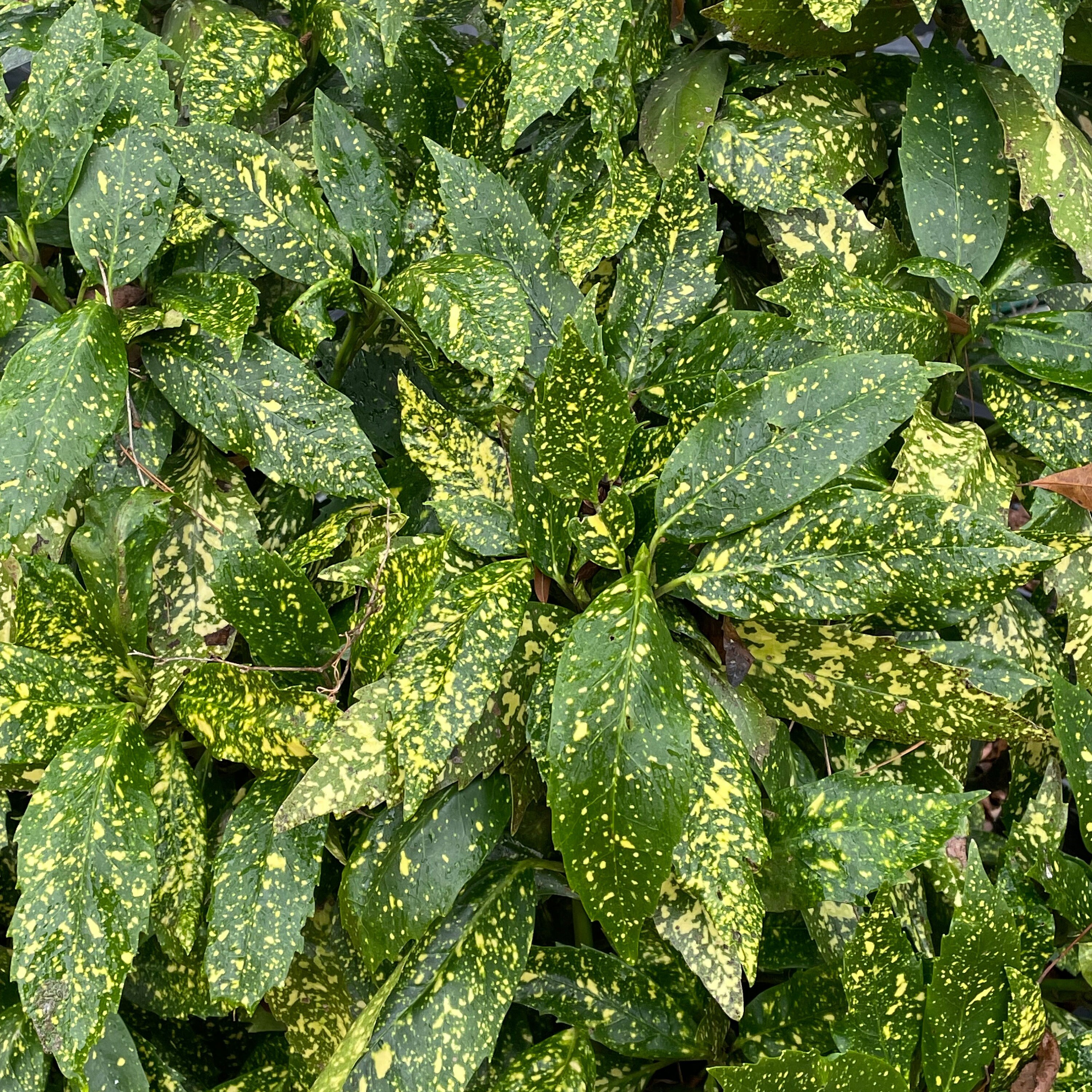 Image of Aucuba full shade evergreen shrub
