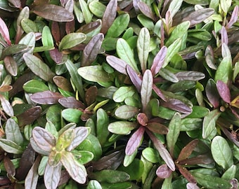 Ajuga Chocolate Chip Ground Cover: Semi-Evergreen Bugleweed (Three 2.5" Pots)