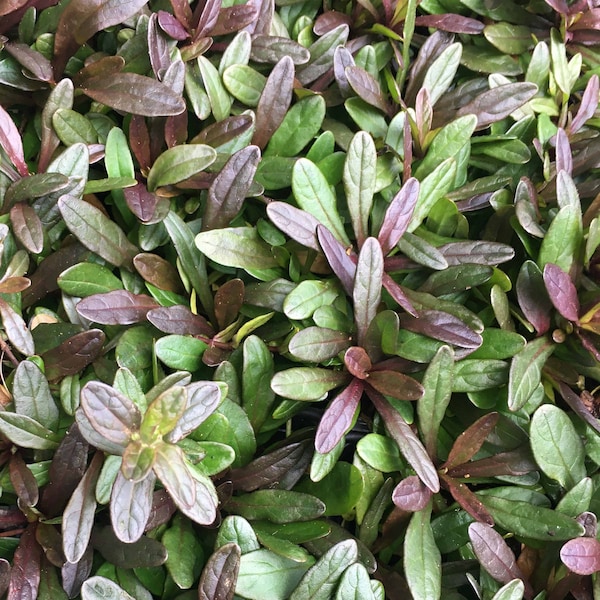 Low Maintenance Ground cover Ajuga, Carpetweed, Bugleweed, Semi-Evergreen care free, Erosion Control Chocolate Chip Group of Three Pots