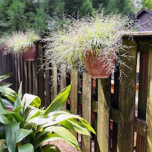 Purple Love Grass, Alabama Native Perennial Grass with purple blooms, Drought tolerant, small ornamental grass