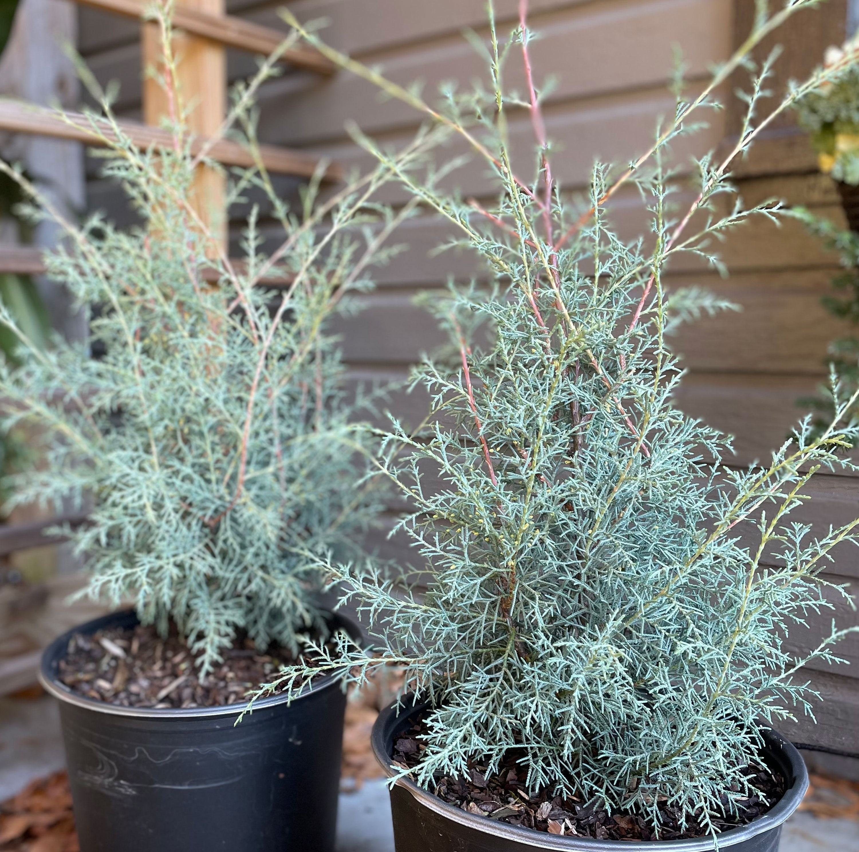 Carolina Sapphire Cypress Tree: Aromatic Blue Green Evergreen (30+
