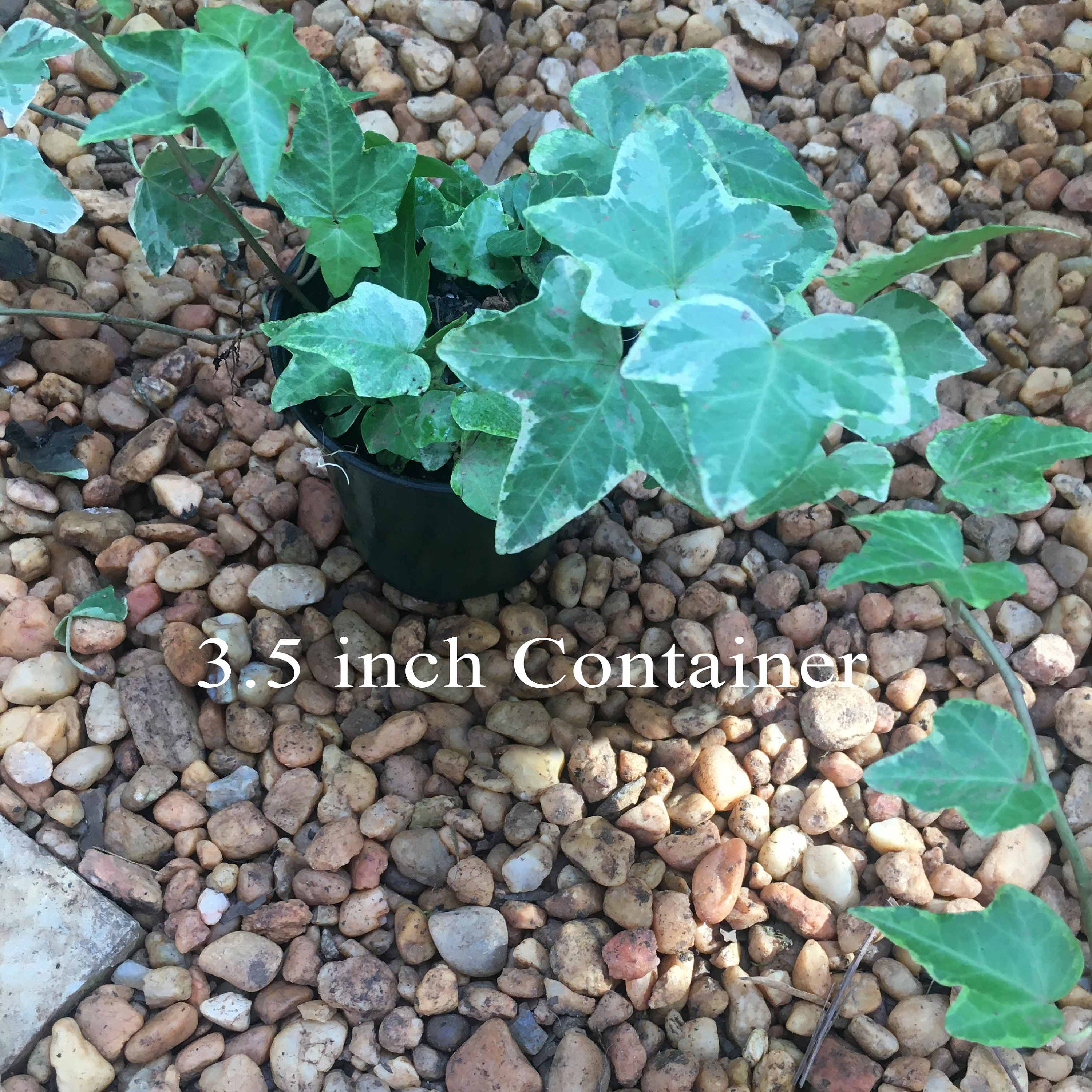 English Ivy 'glacier' Variegated English Ivy Hedera Etsy