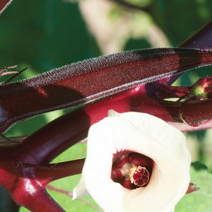 Okra Red Okra, Carmine Splendor, Abelmoschus Esculentus, Deep Red to Rubine Colored Okra, Great Pickling Okra, Unique