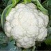 see more listings in the Seeds Garden Vegetables  section