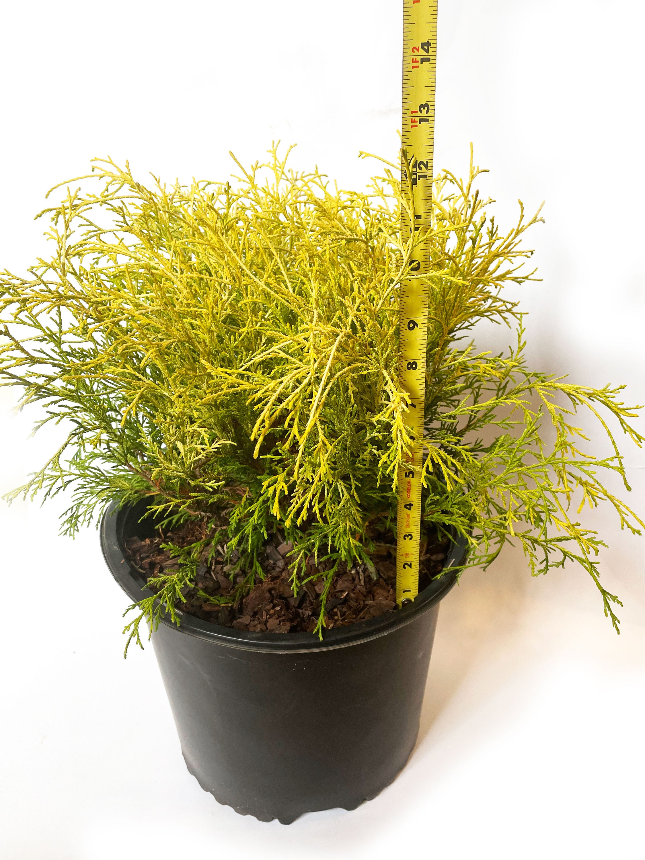 Dwarf Gold Mop False Cypress: Yellow Evergreen Conifer Shrub - Etsy