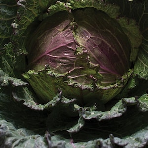 Red Cabbage, Deadon Cabbage Seeds, Brassica oleracea var. capitata, Savoy Cabbage, January Medium to Large Cabbage