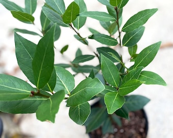 Bay Laurel Tree/Shrub, Laurus nobilis, Sweet Bay, Aromatic Evergreen Leaves used in Culinary Dishes, Herb