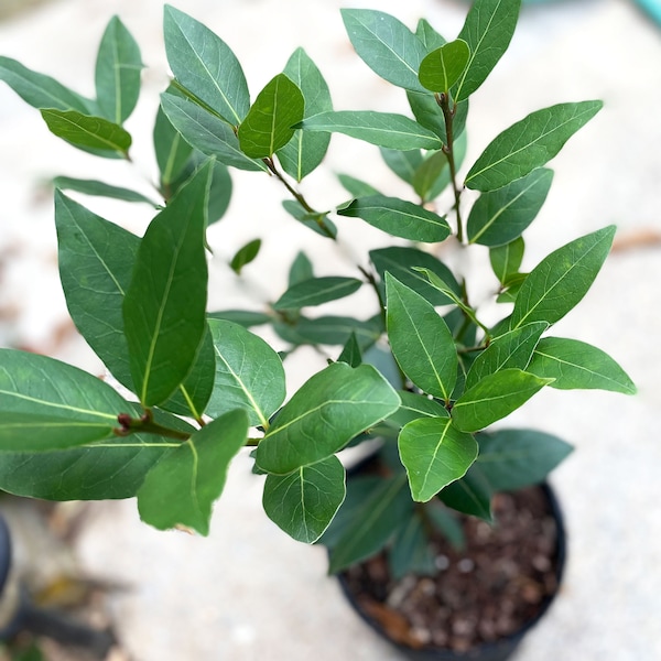 Bay Laurel Tree/Shrub, Laurus nobilis, Sweet Bay, Aromatic Evergreen Leaves used in Culinary Dishes, Herb