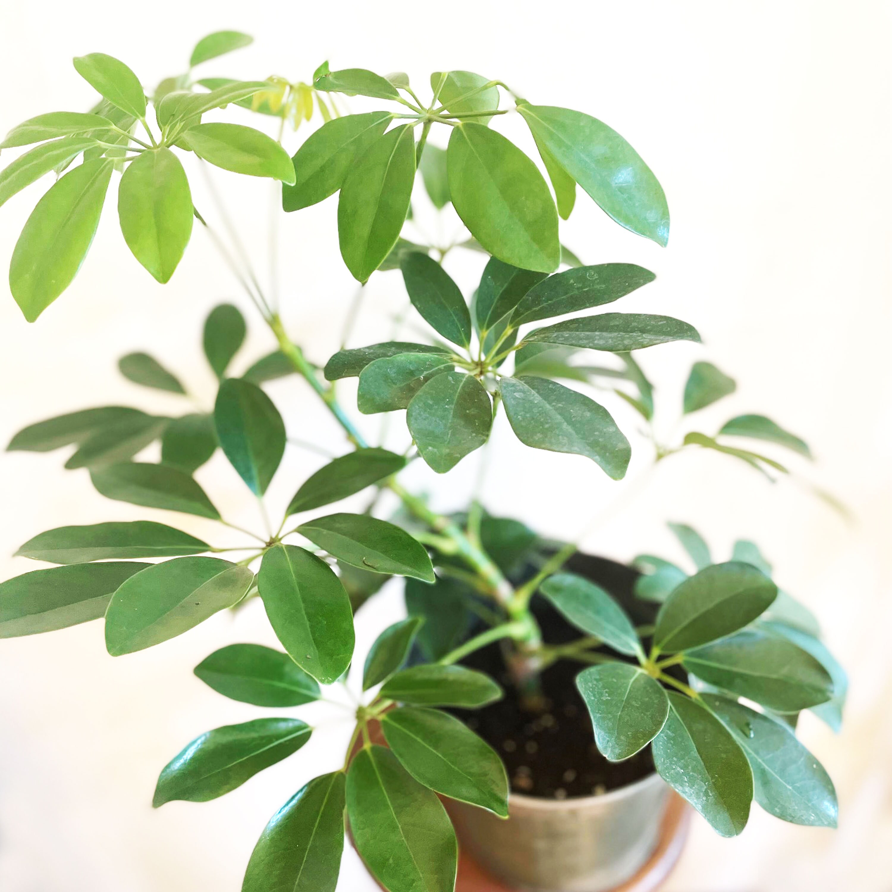 Schefflera Umbrella Plant: Tropical Air Filtering Houseplant (7 Inch ...