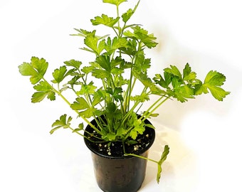 Parsley Herb Live Plant, Cool Season Garden Herb, Grow your own herbs
