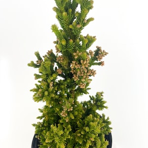 Japanese Cedar Cryptomeria &#39;Black Dragon&#39; Live Tree, Conifer. Evergreen Small Tree