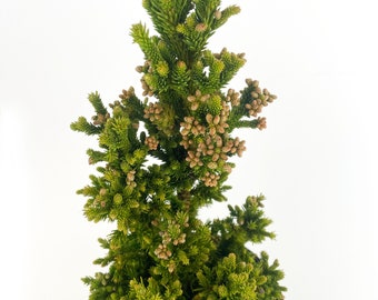 Japanese Cedar Cryptomeria 'Black Dragon' Live Tree, Conifer. Evergreen Small Tree