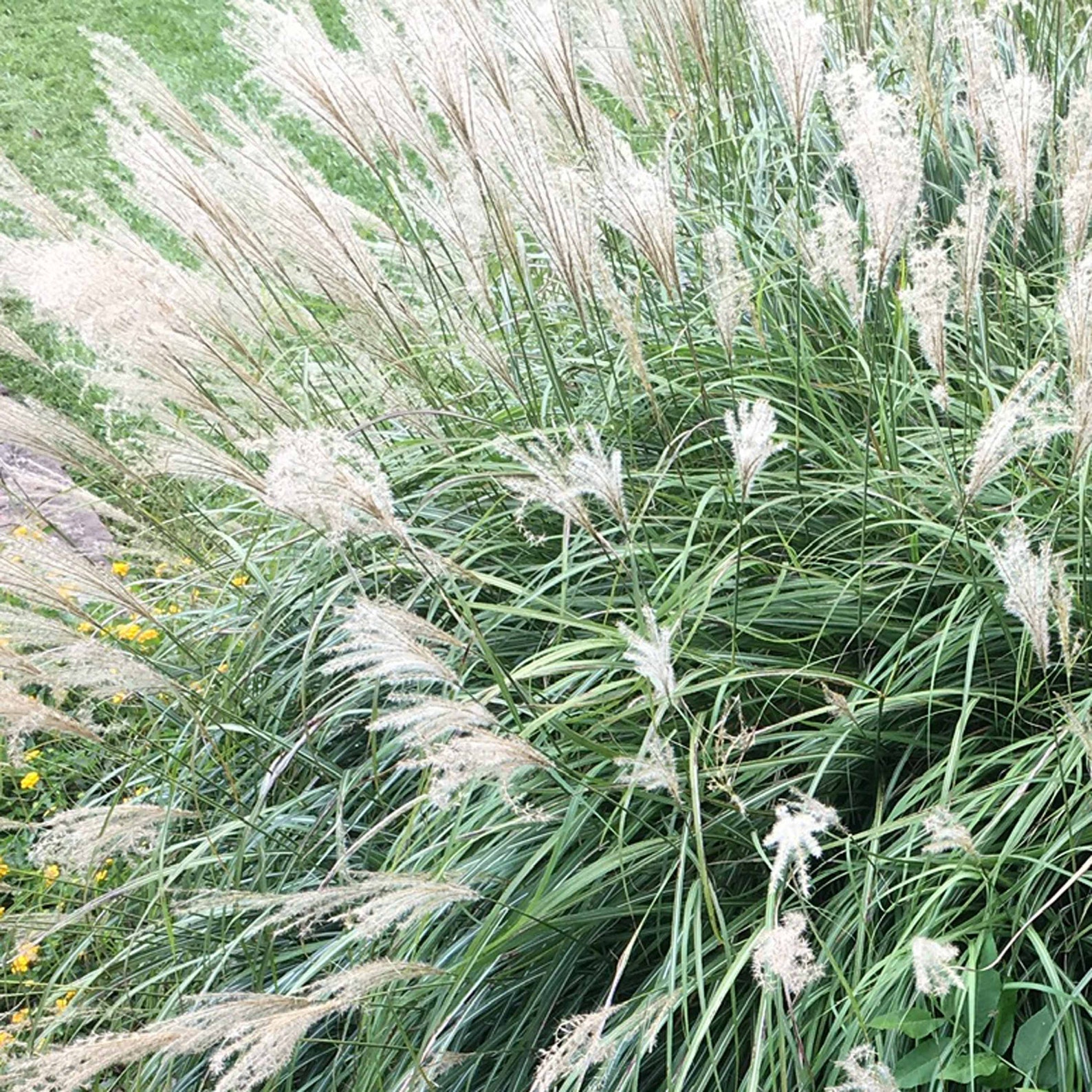 Adagio Maiden Grass: Drought Tolerant Ornamental Grass, Winter Interest