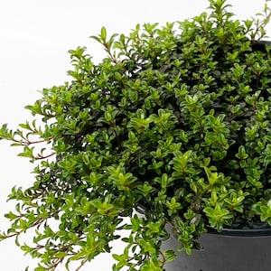 May include: A potted green plant with small, dense leaves. The plant is in a black plastic pot.