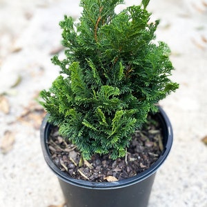 Dwarf Hinoki Cypress Tree, Chamaecyparis obtusa Nana Gracilis, Nana Gracilis False Cypress image 2