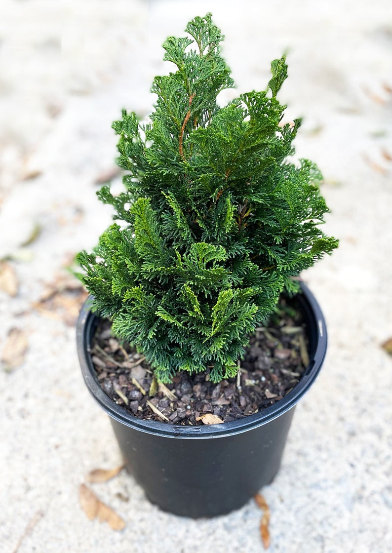 Dwarf Hinoki Cypress Tree, Chamaecyparis obtusa Nana Gracilis, Nana Gracilis False Cypress image 2