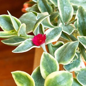 Aptenia Cordifolia, Dorotheanthus variegado, planta suculenta rastrera variegada con flores rojas imagen 8