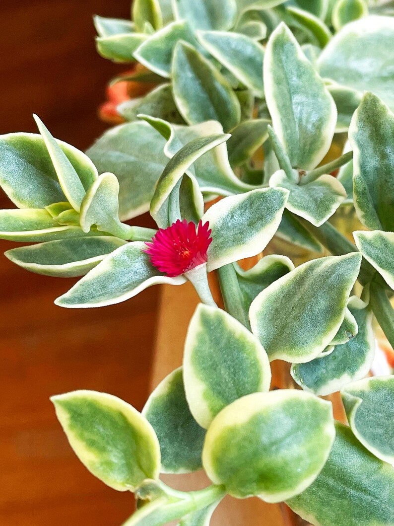 Aptenia Cordifolia, Dorotheanthus variegado, planta suculenta rastrera variegada con flores rojas imagen 8