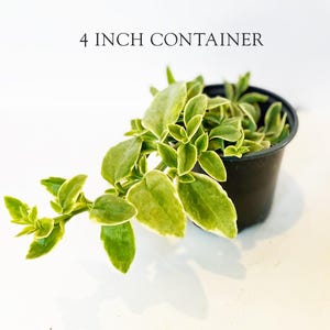 Puede incluir: Una planta suculenta en maceta en un contenedor de 10 cm. La planta tiene hojas verdes y amarillas y est&aacute; en una maceta de pl&aacute;stico negro. El texto "4 INCH CONTAINER" est&aacute; encima de la planta.