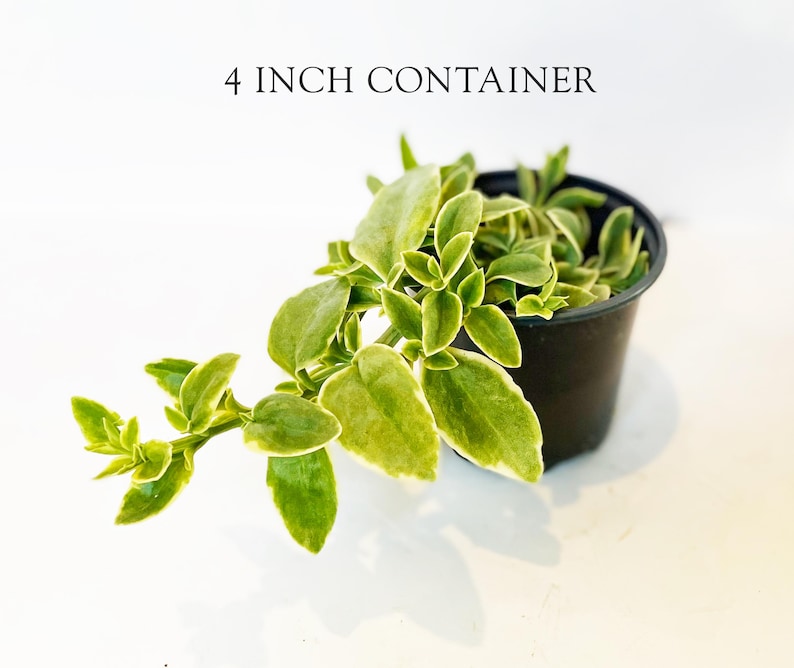 Puede incluir: Una planta suculenta en maceta en un contenedor de 10 cm. La planta tiene hojas verdes y amarillas y est&aacute; en una maceta de pl&aacute;stico negro. El texto "4 INCH CONTAINER" est&aacute; encima de la planta.