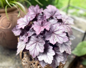 Heuchera, Coral Bells, Shade Loving Colorful Plants, Colorful Shade to sun plants with large colorful bold Leaves with spike Blooms