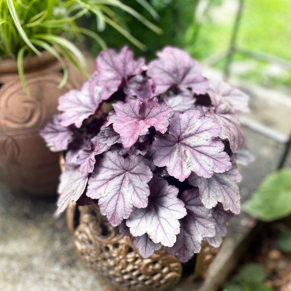 Heuchera, Coral Bells, Shade Loving Colorful Plants, Colorful Shade to sun plants with large colorful bold Leaves with spike Blooms