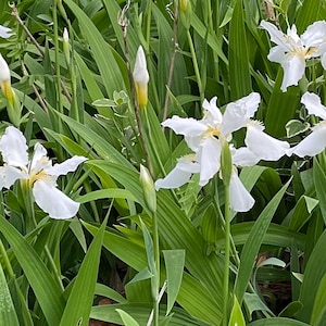 May include: A cluster of white iris flowers with yellow centers and green foliage. The petals are delicate and ruffled, with some blooms fully open and others in bud. The leaves are long, slender, and a vibrant green.