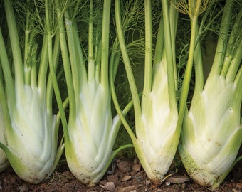 Bulb Fennel Seeds, 'Dragon' Fennel, Foeniculum vulgare, Organic, Late Maturing For Continuous Harvest, Aromatic, Bulb Fennel