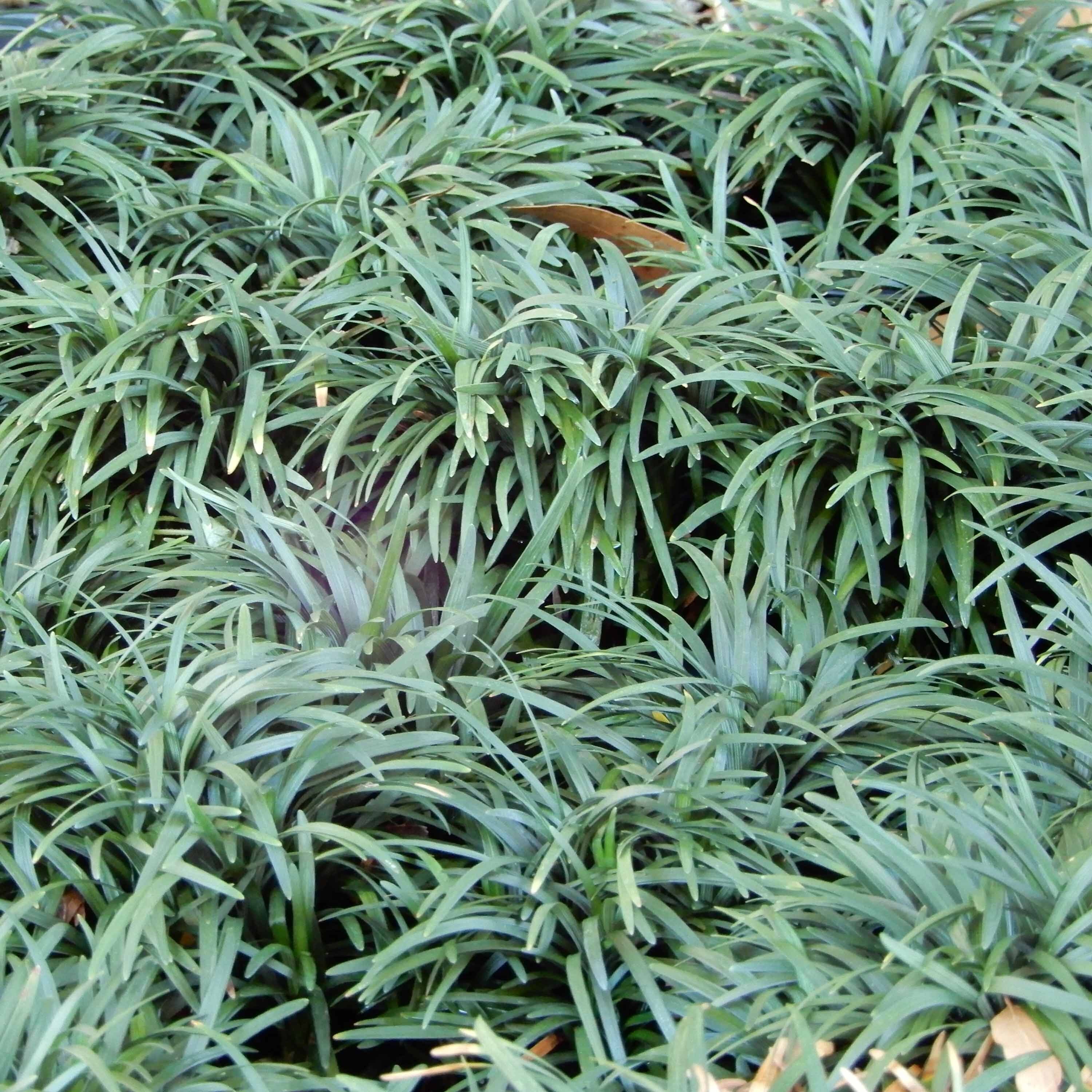 Dwarf Mondo Grass: Evergreen Ground Cover, Shade or Sun - Etsy