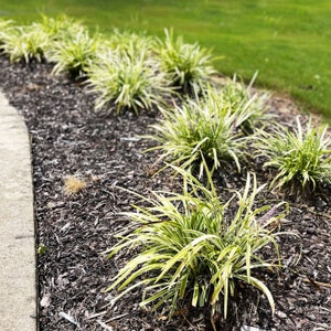 Yellow Variegated Liriope Plant, Variegated Monkey Grass, Liriope muscari Hardy Border Grass-Like Drought Evergreen Plant Bare Roots
