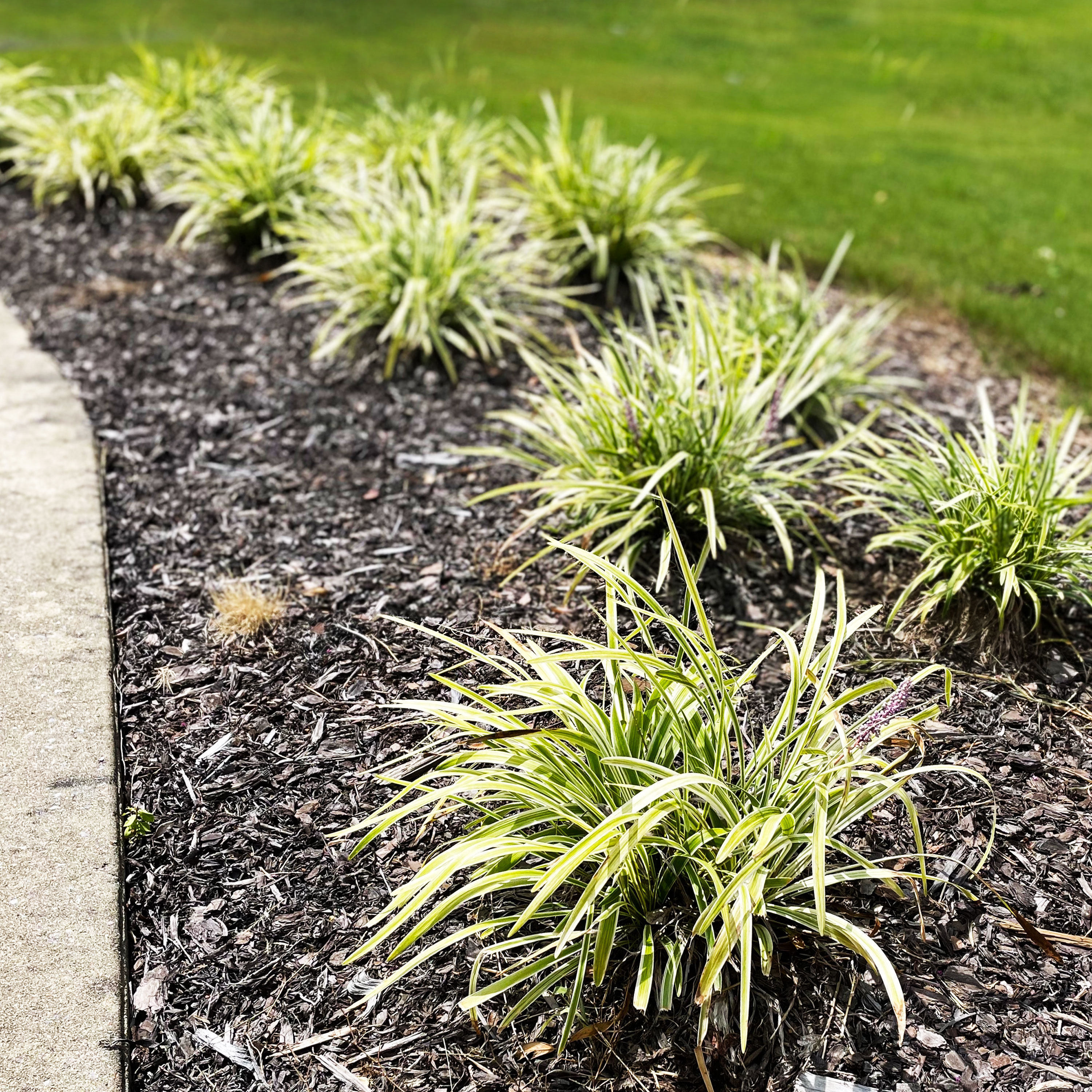 Variegated liriope deals