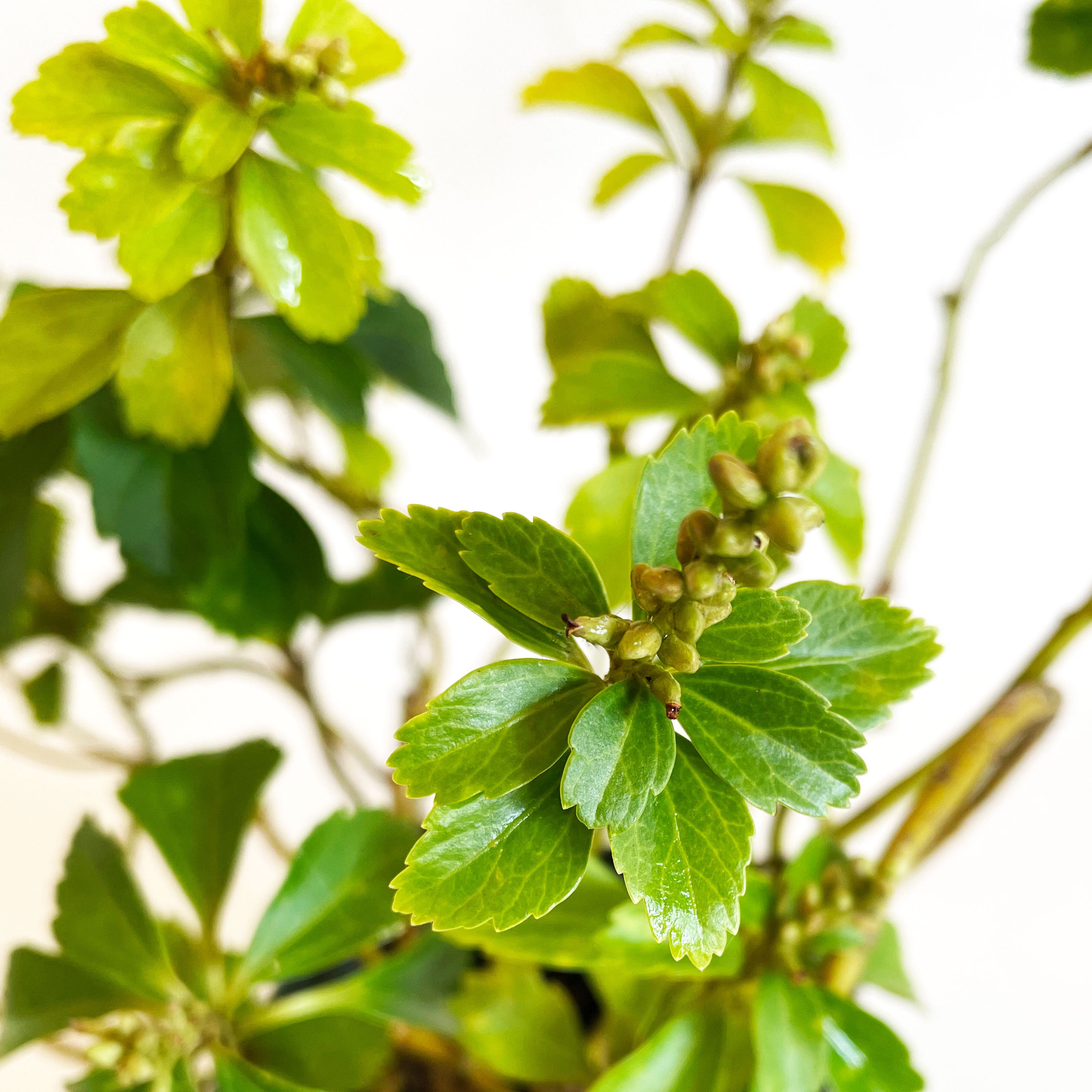 Japanese Spurge Pachysandra Terminalis Evergreen Ground Etsy